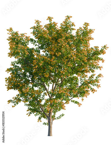 Berberis darwinii tree, front view, cutout, transparent background, isolate, Vibrant tree with green and yellow leaves for landscape design projects