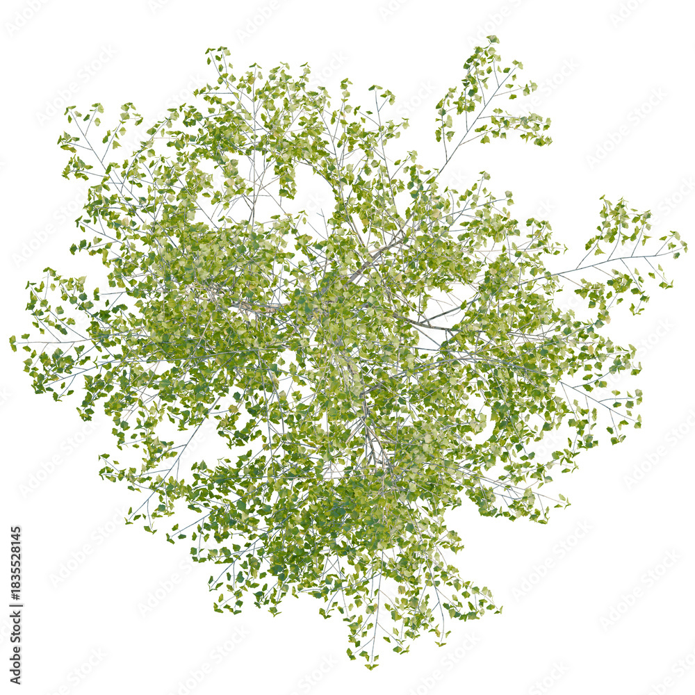 Fototapeta premium Betula pendula tree plan, top view, cutout, transparent, cutout, isolate, Green tree with vibrant leaves offers a stunning aerial perspective view