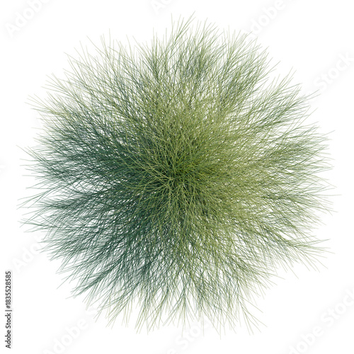 Casuarina glauca tree plan, top view, cutout, transparent, cutout, isolate, Abstract green bush on black background for modern design elements