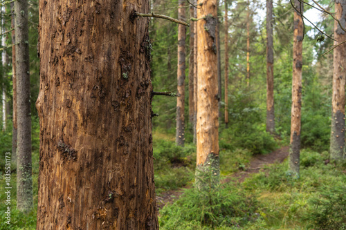 Trees destroyed by bark beetle printer. The death of the forest.