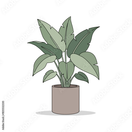 Elegant leafy houseplant in a cylindrical pot casting a soft shadow providing warmth