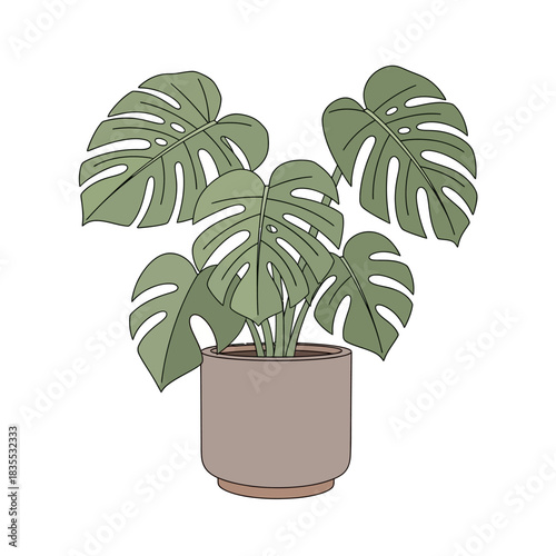 Elegant monstera deliciosa plant in ceramic pot showcasing botanical simplicity and freshness