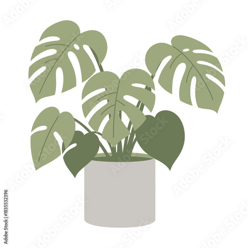 Minimalist monstera deliciosa illustration, isolated against white backdrop capturing botanical
