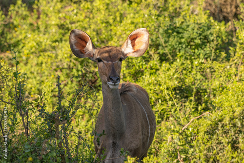 Kudu Antilope im addo national park in Südafrika
