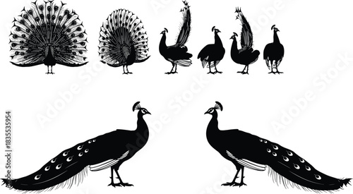 Collection of black vector peacock silhouettes featuring birds with open fanned tails and standing poses isolated on white background.