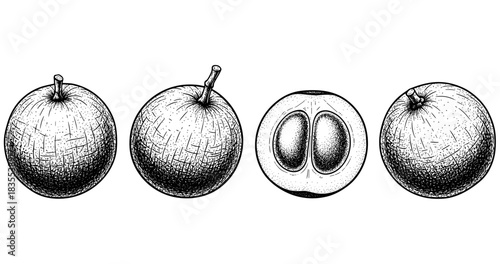 Hand-drawn monochrome labeled citrus fruits with cross-section detail