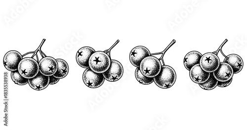 Vintage black and white engravings of berry clusters in a row
