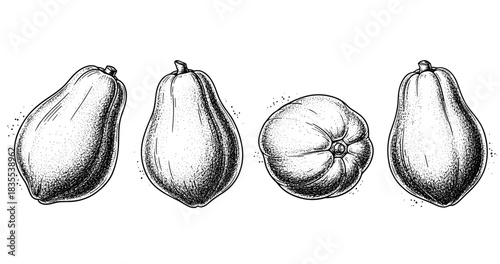 Vintage black and white papaya and pumpkin sketches in a row