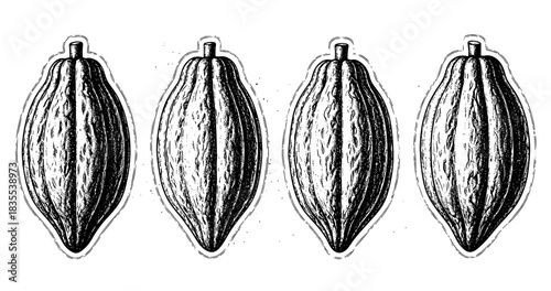 Four engraved cacao pods in detailed black and white illustration