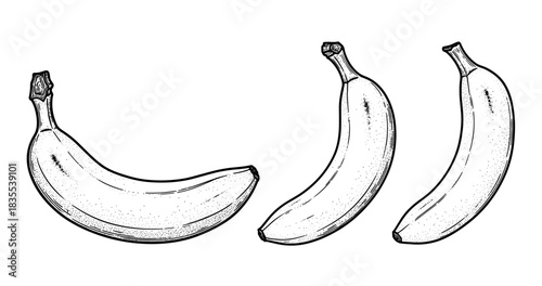 Black and white ink illustrations of three bananas with detailed stippling technique