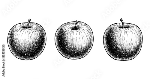 Detailed black and white sketch of three apples in a row