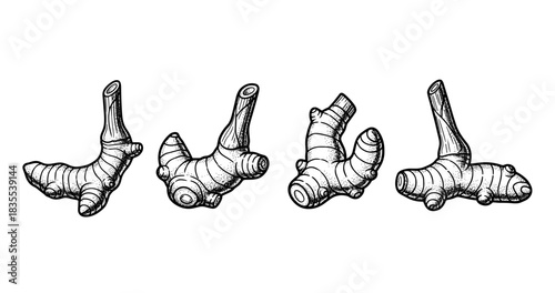 Hand-drawn ginger roots illustration on white background: vintage botanical art