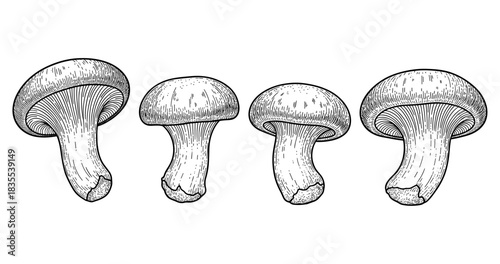 Detailed vintage illustration of mushrooms with cross-hatching technique