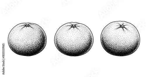 Monochrome illustration of three oranges in a row with detailed texture