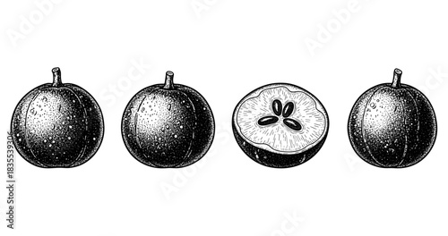 Four detailed hand-drawn black and white apples including cross-section