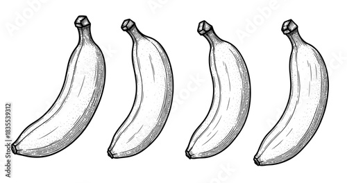 Vintage banana illustrations: four hand-drawn black and white fruit sketches