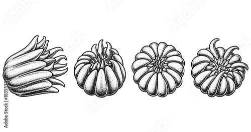 Detailed black and white illustration of buddha's hand fruit and pomelos