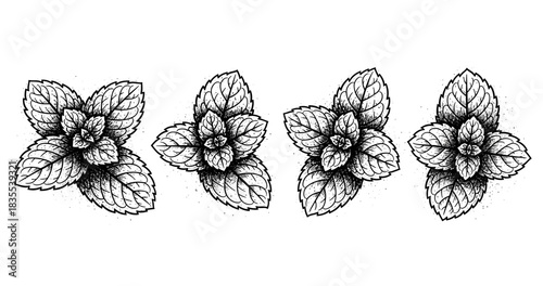 Intricate black and white mint leaves pattern - botanical art design