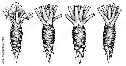 Detailed pen and ink illustrations of wasabi rhizomes in various stages