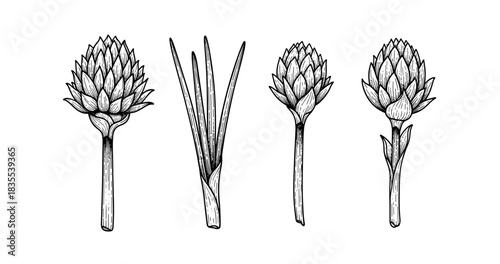 Hand-drawn artichoke and plant illustrations on white background