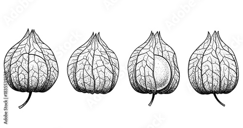 Black and white illustration of physalis fruit with detailed veined husk