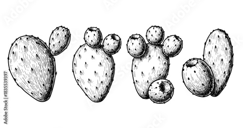 Hand-drawn cactus sketches of prickly pear in black and white