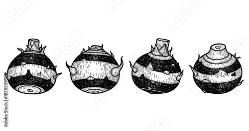 Hand-drawn taro illustration series: botanical art of four taro tubers