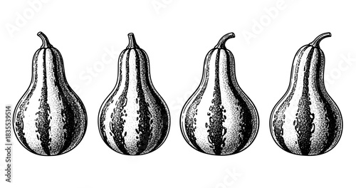 Ink-style illustration of four identical pumpkins in linear formation