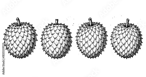 Hand-drawn ink illustration of four detailed pinecones in a row