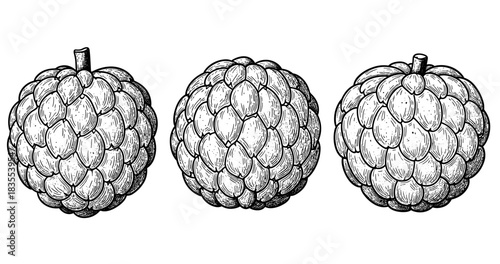 Hand-drawn cherimoya fruits with detailed texture in black and white