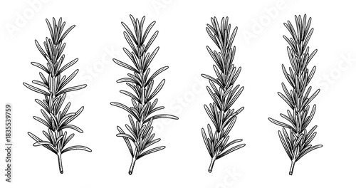 Hand-drawn rosemary sprigs: botanical herb illustration with black ink details