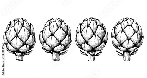 Vintage artichoke drawings: detailed botanical illustrations of artichokes