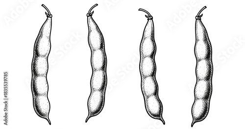 Ink-drawn black and white peapods illustrations in a row