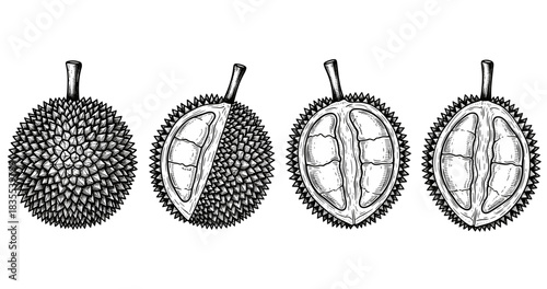 Black and white durian illustrations showing whole and halved views with detailed spikes