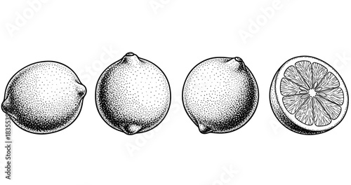 Detailed black and white lemon illustrations: whole and sliced views