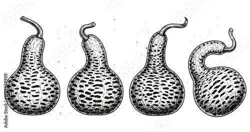 Vintage black and white illustrations of diverse gourds with unique shapes