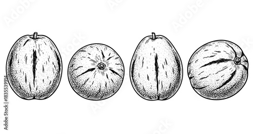 Hand-drawn melon illustrations: different perspectives and details