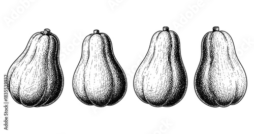 Vintage engraving of four identical squash on white background
