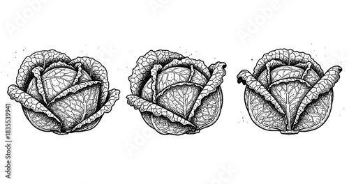 Detailed black and white cabbage illustrations with intricate leaf patterns