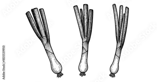 Black and white sketch of three whole leeks in a vintage style