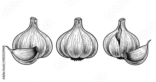 Detailed vintage black and white engraving of garlic bulbs and cloves