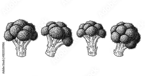 Detailed black and white sketches of broccoli heads on white background