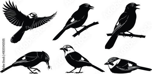 Vector collection of detailed bird silhouettes, including flying, perched and singing poses, black and white illustration, for nature, wildlife and logo design.