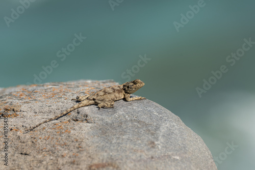 Agama Eidechse an der Küste vom St. Blaize Trail in Mossel Bay in Südafrika