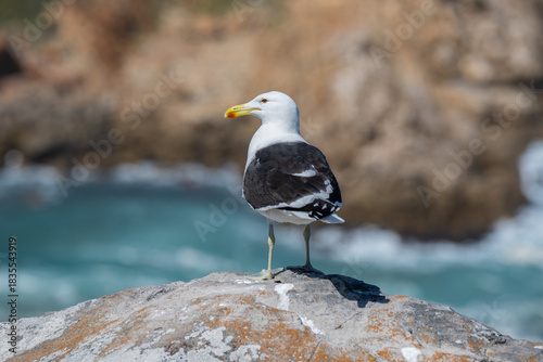 Möwe an der Küste vom St. Blaize Trail in Mossel Bay in Südafrika