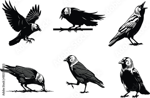 Vector collection of Jackdaw bird illustrations, featuring flying, perched, walking, and feeding poses, black and white style, for nature, wildlife, and logo design.
