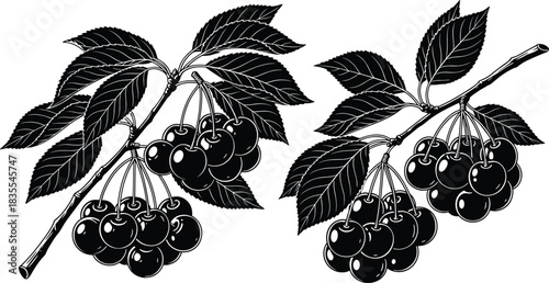 Vintage black and white cherry branch vector illustration, botanical engraving style fruit with leaves, retro silhouette sketch, organic berry drawing for food design