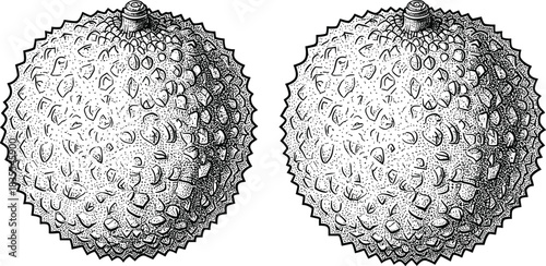 Vintage hand drawn lychee fruit vector illustration, black and white engraving sketch, textured tropical food isolated on white background, retro botanical art design