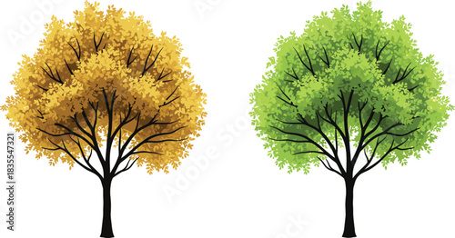 Vector image of two deciduous trees showcasing summer's lush green canopy and autumn's golden foliage against a clean white background.