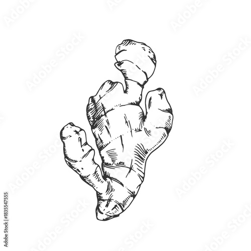 Ginger root vector illustration, hand-drawn in ink. Graphic sketch isolated on white background. Element for menu design, recipes, and section labels.